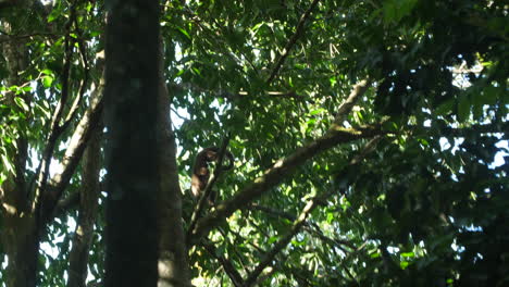 Wild-capuchin-in-trees-in-French-Guiana